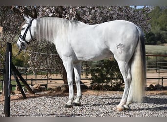 PRE Mestizo, Caballo castrado, 6 años, 163 cm, Tordo