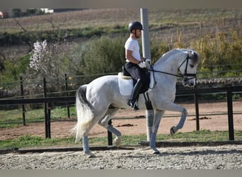 PRE Mestizo, Caballo castrado, 6 años, 163 cm, Tordo