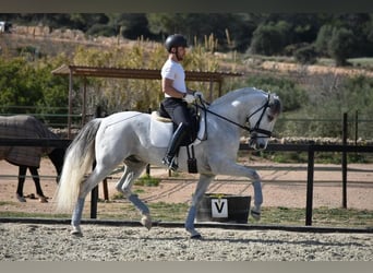 PRE Mestizo, Caballo castrado, 6 años, 163 cm, Tordo