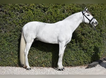 PRE Mestizo, Caballo castrado, 6 años, 163 cm, Tordo