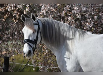 PRE Mestizo, Caballo castrado, 6 años, 163 cm, Tordo