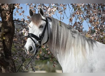 PRE Mestizo, Caballo castrado, 6 años, 163 cm, Tordo