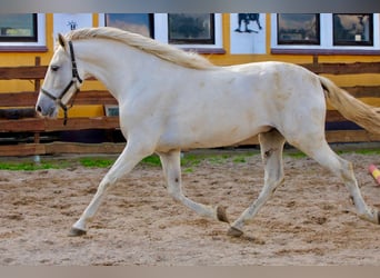 PRE, Caballo castrado, 6 años, 163 cm, Tordo
