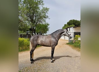 PRE, Caballo castrado, 6 años, 163 cm, Tordo rodado