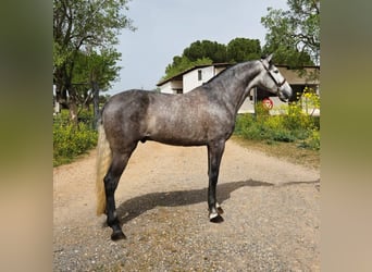 PRE, Caballo castrado, 6 años, 163 cm, Tordo rodado