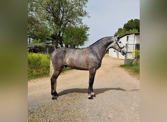 PRE, Caballo castrado, 6 años, 163 cm, Tordo rodado