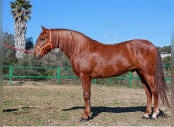 PRE Mestizo, Caballo castrado, 6 años, 164 cm, Alazán rojizo