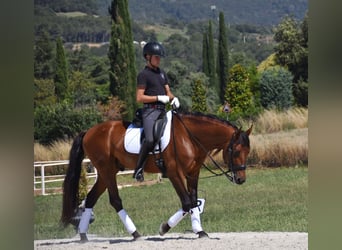 PRE, Caballo castrado, 6 años, 164 cm, Castaño