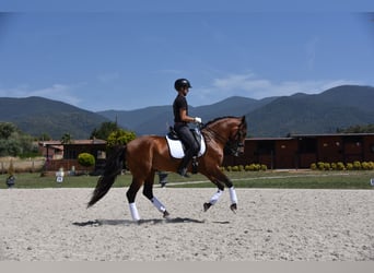 PRE, Caballo castrado, 6 años, 164 cm, Castaño