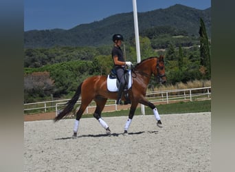 PRE, Caballo castrado, 6 años, 164 cm, Castaño