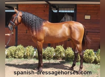 PRE Mestizo, Caballo castrado, 6 años, 164 cm, Castaño