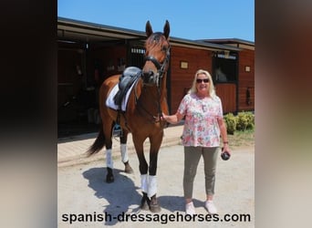 PRE Mestizo, Caballo castrado, 6 años, 164 cm, Castaño