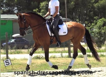 PRE Mestizo, Caballo castrado, 6 años, 164 cm, Castaño