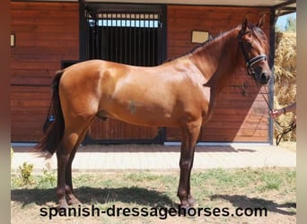 PRE Mestizo, Caballo castrado, 6 años, 164 cm, Castaño