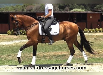 PRE Mestizo, Caballo castrado, 6 años, 164 cm, Castaño