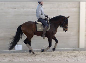 PRE, Caballo castrado, 6 años, 164 cm, Castaño rojizo