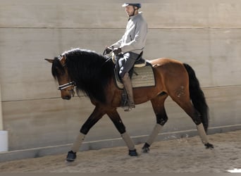 PRE, Caballo castrado, 6 años, 164 cm, Castaño rojizo