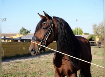 PRE, Caballo castrado, 6 años, 164 cm, Castaño rojizo