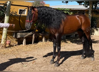 PRE, Caballo castrado, 6 años, 164 cm, Castaño rojizo