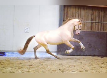 PRE Mestizo, Caballo castrado, 6 años, 164 cm, Cremello