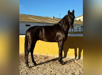 PRE Mestizo, Caballo castrado, 6 años, 164 cm, Negro