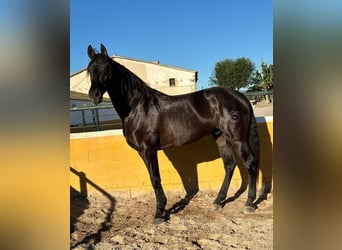 PRE Mestizo, Caballo castrado, 6 años, 164 cm, Negro