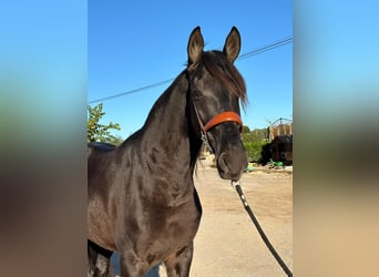 PRE Mestizo, Caballo castrado, 6 años, 164 cm, Negro