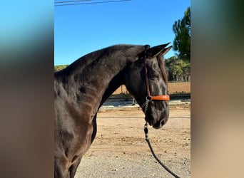 PRE Mestizo, Caballo castrado, 6 años, 164 cm, Negro