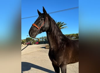 PRE Mestizo, Caballo castrado, 6 años, 164 cm, Negro