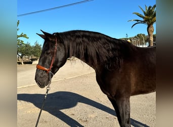 PRE Mestizo, Caballo castrado, 6 años, 164 cm, Negro