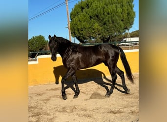 PRE Mestizo, Caballo castrado, 6 años, 164 cm, Negro