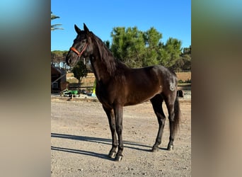 PRE Mestizo, Caballo castrado, 6 años, 164 cm, Negro