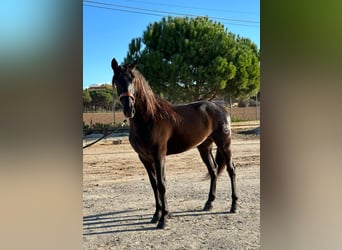 PRE Mestizo, Caballo castrado, 6 años, 164 cm, Negro