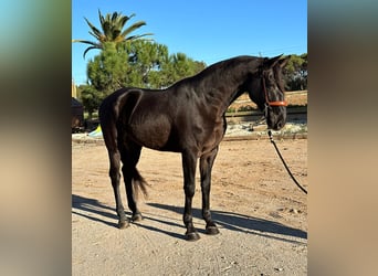 PRE Mestizo, Caballo castrado, 6 años, 164 cm, Negro