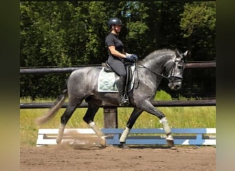 PRE Mestizo, Caballo castrado, 6 años, 164 cm, Tordo