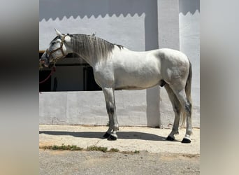PRE Mestizo, Caballo castrado, 6 años, 164 cm, Tordo