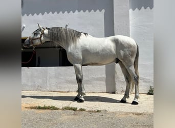 PRE Mestizo, Caballo castrado, 6 años, 164 cm, Tordo