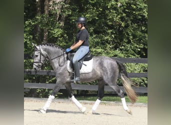 PRE Mestizo, Caballo castrado, 6 años, 164 cm, Tordo