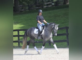 PRE Mestizo, Caballo castrado, 6 años, 164 cm, Tordo