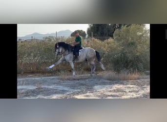 PRE, Caballo castrado, 6 años, 164 cm, Tordo