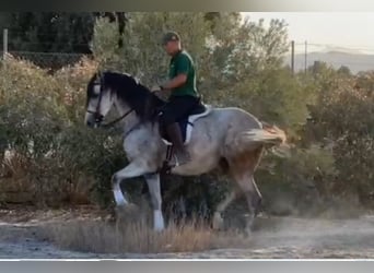 PRE, Caballo castrado, 6 años, 164 cm, Tordo