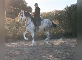 PRE, Caballo castrado, 6 años, 164 cm, Tordo