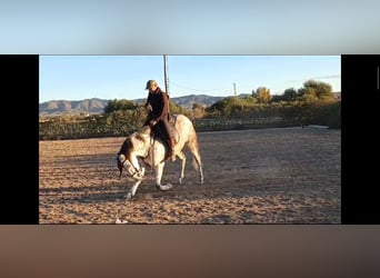 PRE, Caballo castrado, 6 años, 164 cm, Tordo