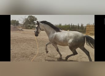 PRE, Caballo castrado, 6 años, 164 cm, Tordo