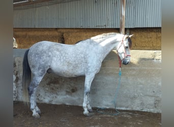 PRE Mestizo, Caballo castrado, 6 años, 164 cm, Tordo