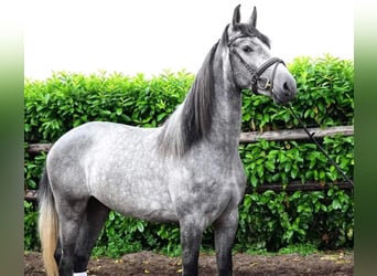 PRE Mestizo, Caballo castrado, 6 años, 164 cm, Tordo rodado