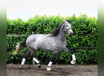 PRE Mestizo, Caballo castrado, 6 años, 164 cm, Tordo rodado