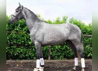 PRE Mestizo, Caballo castrado, 6 años, 164 cm, Tordo rodado