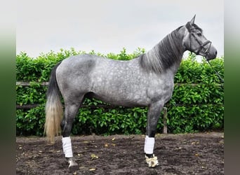 PRE Mestizo, Caballo castrado, 6 años, 164 cm, Tordo rodado