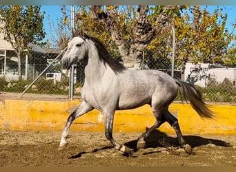 PRE Mestizo, Caballo castrado, 6 años, 164 cm, Tordo rodado